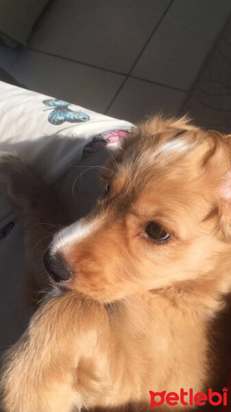 Amerikan Cocker Spaniel, Köpek  Maya fotoğrafı