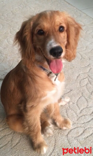 Amerikan Cocker Spaniel, Köpek  Maya fotoğrafı