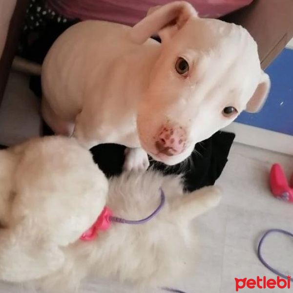 Amerikan Staffordshire Terrier, Köpek  casper fotoğrafı