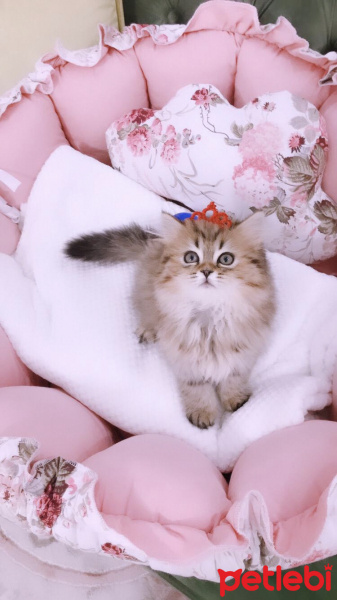 Scottish Fold, Kedi  Lia fotoğrafı