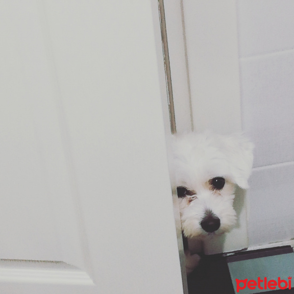 Maltese, Köpek  Suzi fotoğrafı