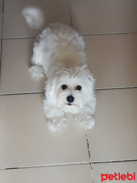 Maltese, Köpek  Suzi fotoğrafı
