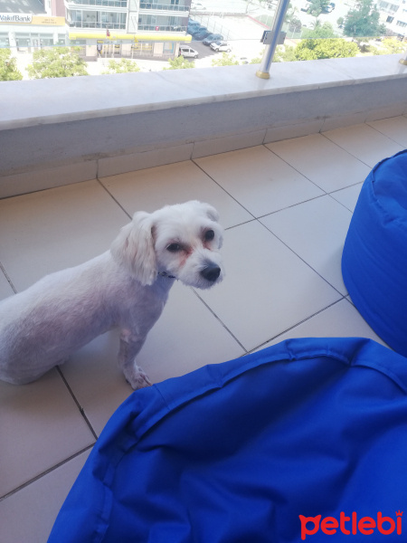 Maltese, Köpek  Suzi fotoğrafı