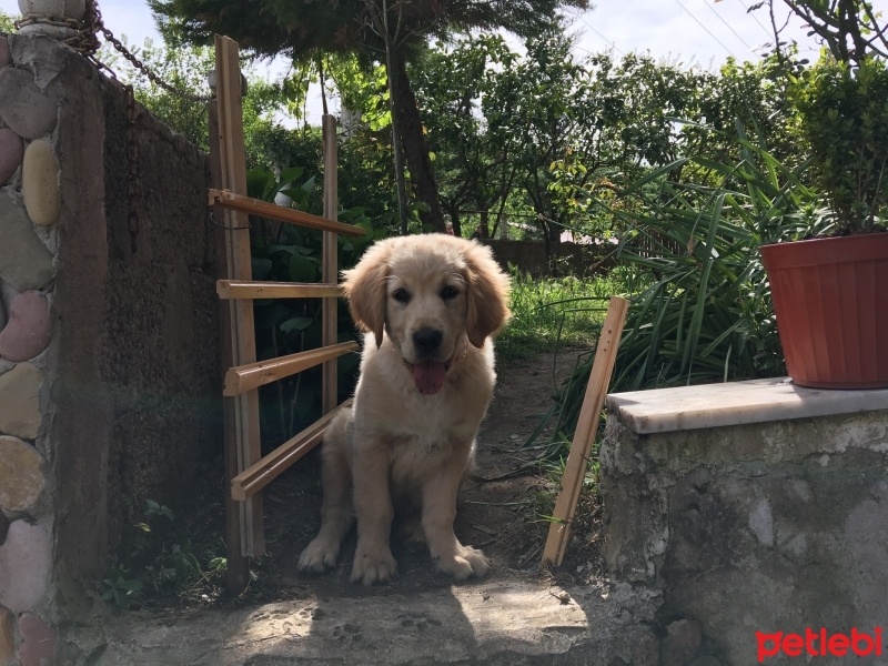 Golden Retriever, Köpek  Köpük fotoğrafı