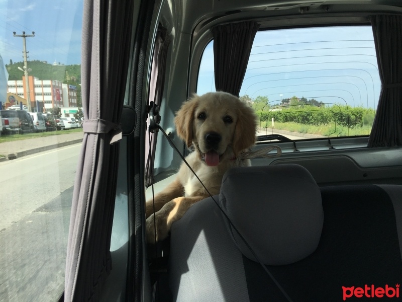Golden Retriever, Köpek  Köpük fotoğrafı