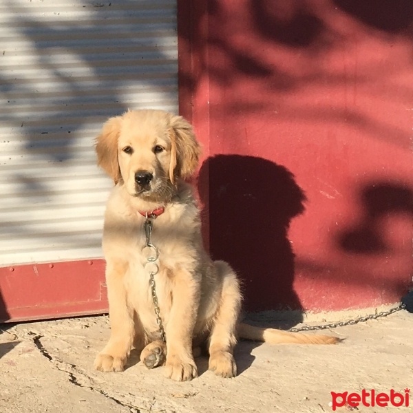 Golden Retriever, Köpek  Köpük fotoğrafı
