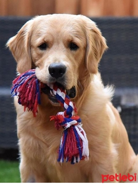 Golden Retriever, Köpek  Köpük fotoğrafı