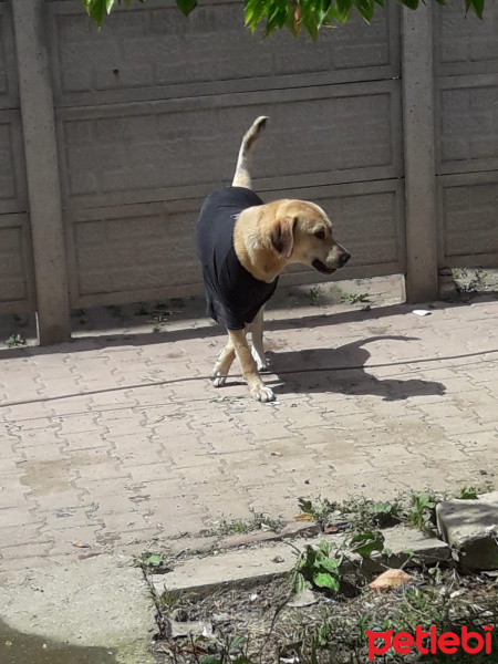 Labrador Retriever, Köpek  Paşa fotoğrafı