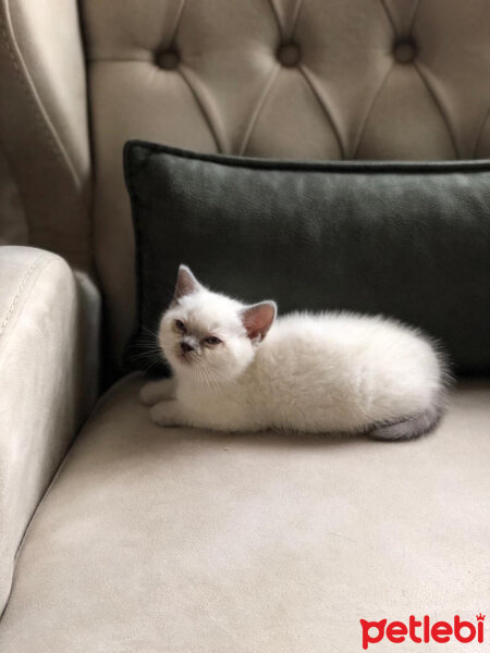 British Shorthair, Kedi  British fotoğrafı