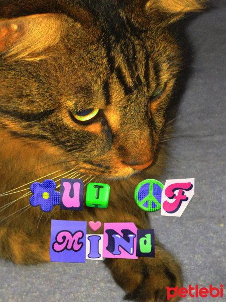 Tekir Kedi, Kedi  Böcük fotoğrafı