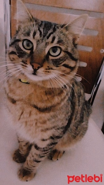 Tekir Kedi, Kedi  Osman fotoğrafı