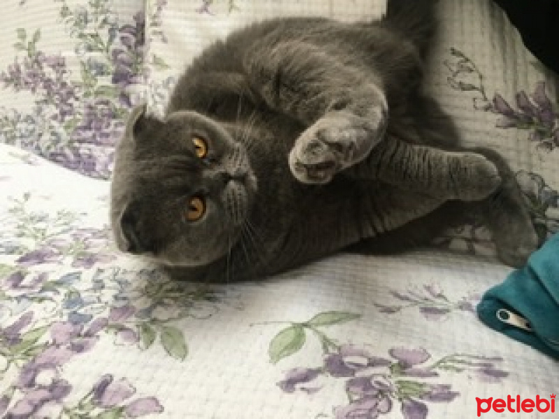 Scottish Fold, Kedi  Bal fotoğrafı