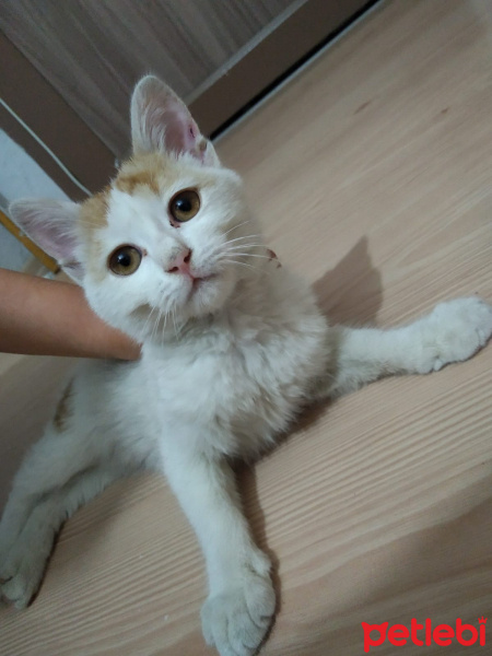 Bengal, Kedi  maya fotoğrafı