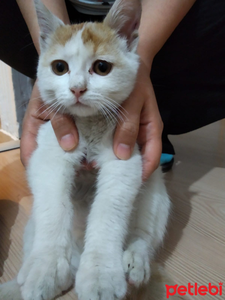 Bengal, Kedi  maya fotoğrafı