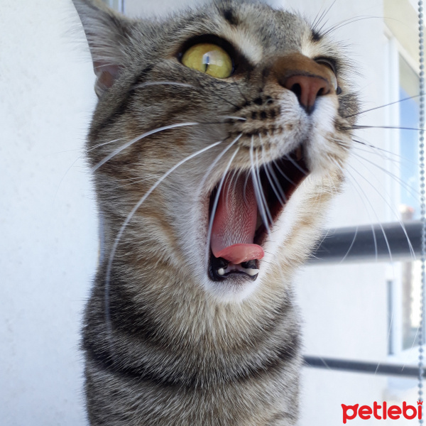 Tekir Kedi, Kedi  Chivas fotoğrafı
