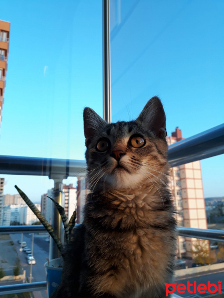 Tekir Kedi, Kedi  Chivas fotoğrafı