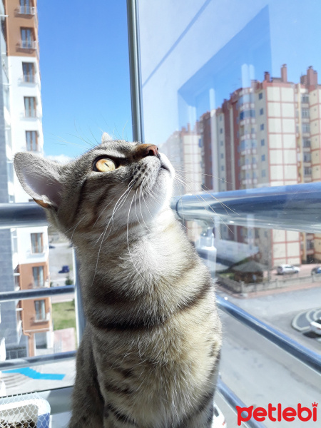 Tekir Kedi, Kedi  Chivas fotoğrafı