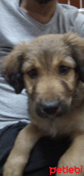 Kangal, Köpek  Şarap fotoğrafı