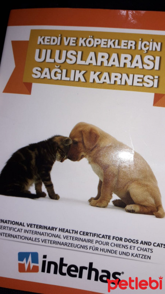 Kangal, Köpek  Şarap fotoğrafı