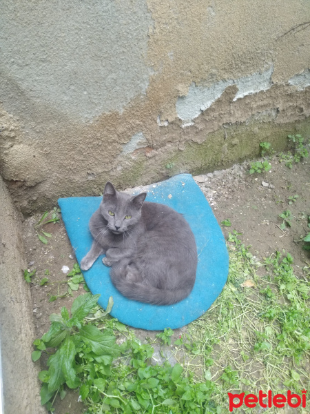 Tekir Kedi, Kedi  Zeus fotoğrafı