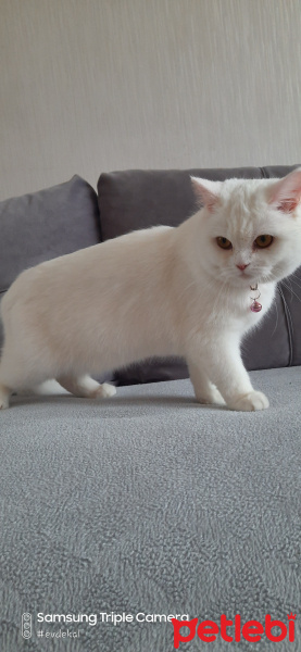 British Shorthair, Kedi  Pamuk fotoğrafı