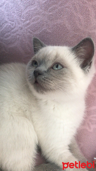 British Shorthair, Kedi  lokum fotoğrafı