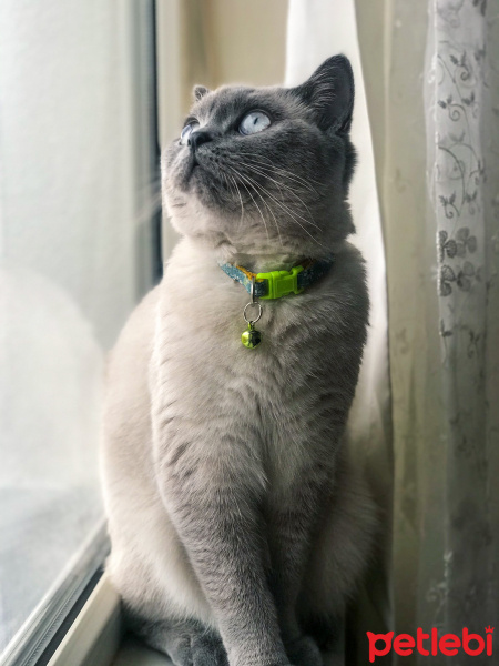British Shorthair, Kedi  lokum fotoğrafı