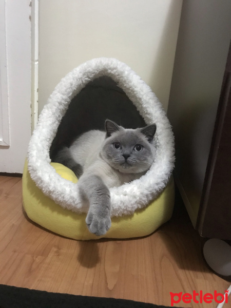 British Shorthair, Kedi  lokum fotoğrafı
