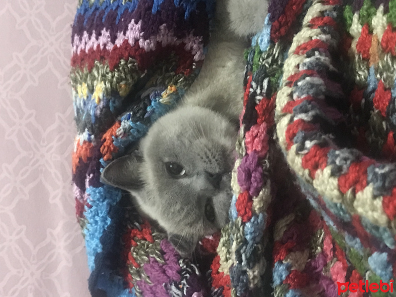 British Shorthair, Kedi  lokum fotoğrafı