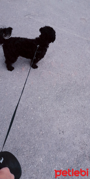 Maltese, Köpek  Gece fotoğrafı
