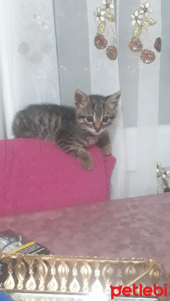 Tekir Kedi, Kedi  mazot fotoğrafı