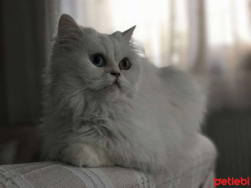 İran Kedisi (Persian), Kedi  Pamuk fotoğrafı