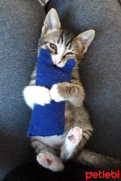 Tekir Kedi, Kedi  Lumi fotoğrafı