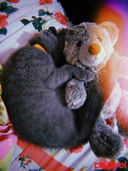 Scottish Fold, Kedi  Gölge fotoğrafı