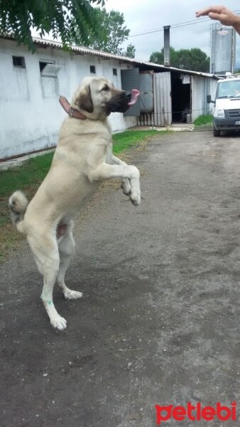 Kangal, Köpek  Tosun fotoğrafı