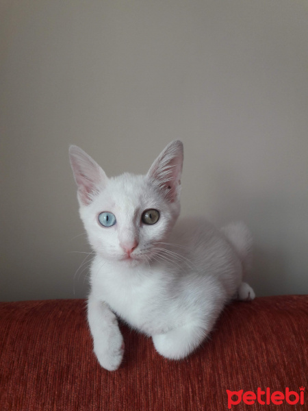 Ankara Kedisi, Kedi  Miço fotoğrafı