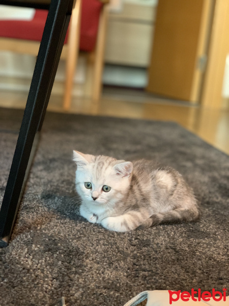 British Shorthair, Kedi  Çiko fotoğrafı