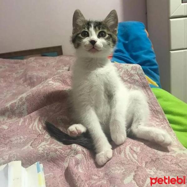 Tekir Kedi, Kedi  Eva fotoğrafı