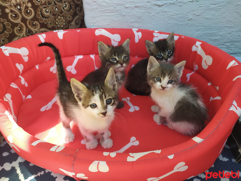 Tekir Kedi, Kedi  İsim koymadık fotoğrafı