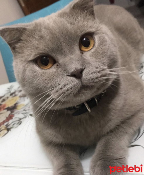 Scottish Fold, Kedi  Mia fotoğrafı