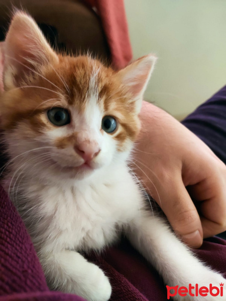 Sarman, Kedi  Dwight fotoğrafı