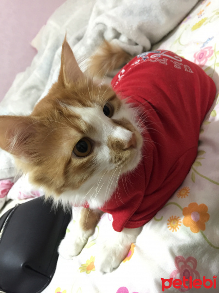 Tekir Kedi, Kedi  Ruffles fotoğrafı