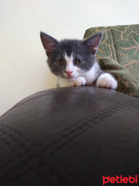 Tekir Kedi, Kedi  Çakıl fotoğrafı