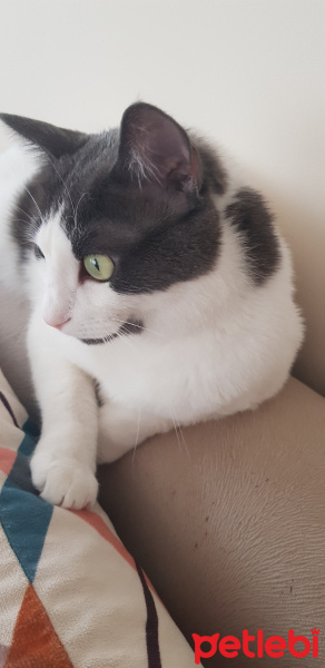 Tekir Kedi, Kedi  Müzeyyen fotoğrafı