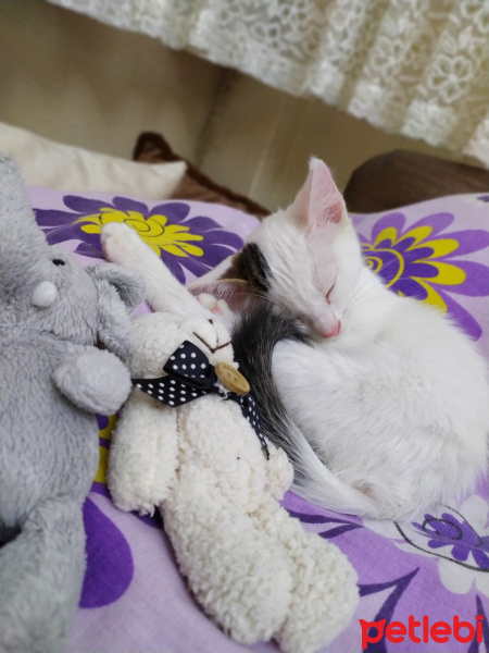 Tekir Kedi, Kedi  BEYAZIM VE UFACIK TEKİRİM fotoğrafı