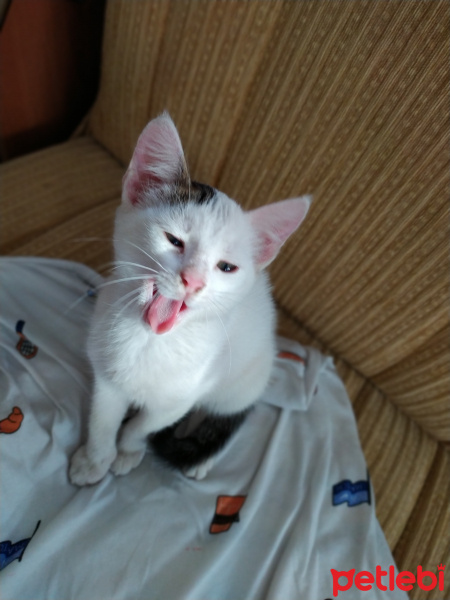 Tekir Kedi, Kedi  BEYAZIM VE UFACIK TEKİRİM fotoğrafı
