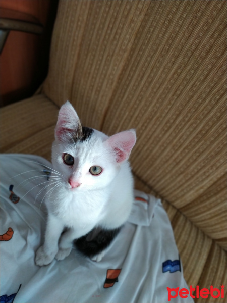 Tekir Kedi, Kedi  BEYAZIM VE UFACIK TEKİRİM fotoğrafı