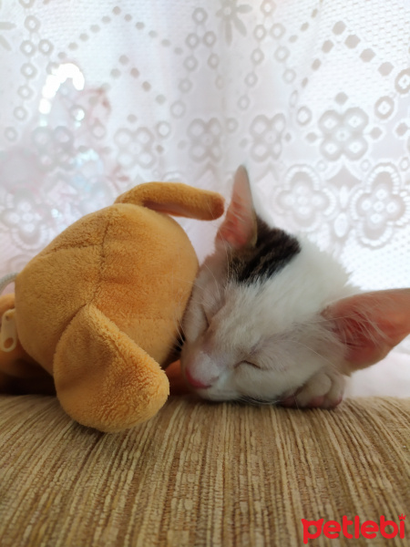 Tekir Kedi, Kedi  BEYAZIM VE UFACIK TEKİRİM fotoğrafı