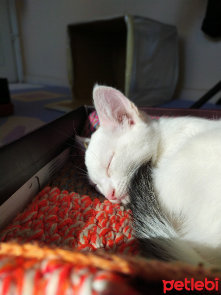 Tekir Kedi, Kedi  BEYAZIM VE UFACIK TEKİRİM fotoğrafı