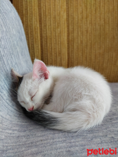 Tekir Kedi, Kedi  BEYAZIM VE UFACIK TEKİRİM fotoğrafı